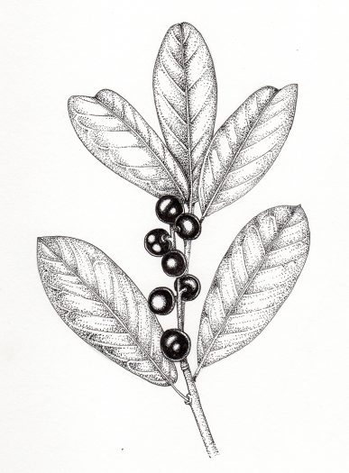 Laurel Prunus