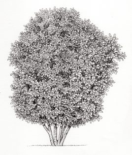 Laurel Prunus laurocerasus tree