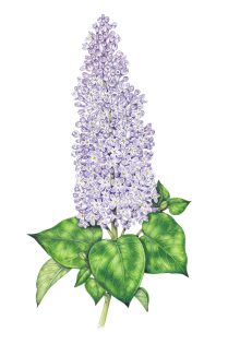 Lilac Syringa vulgaris