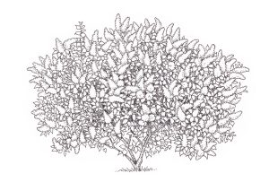 Lilac tree Syringa vulgaris