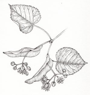 Linden Tilia cordata leaves buds and flowers