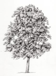 Linden or Lime Tilia cordata tree