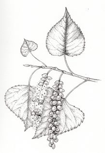 Lombardy poplar Populus nigra leaves and seeds