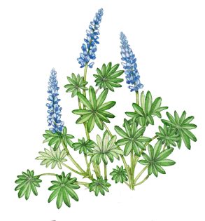 Lupin Lupinus polyphyllus habit