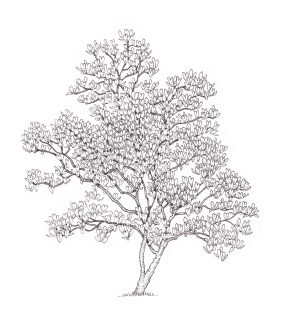 Magnolia tree Magnolia grandiflora