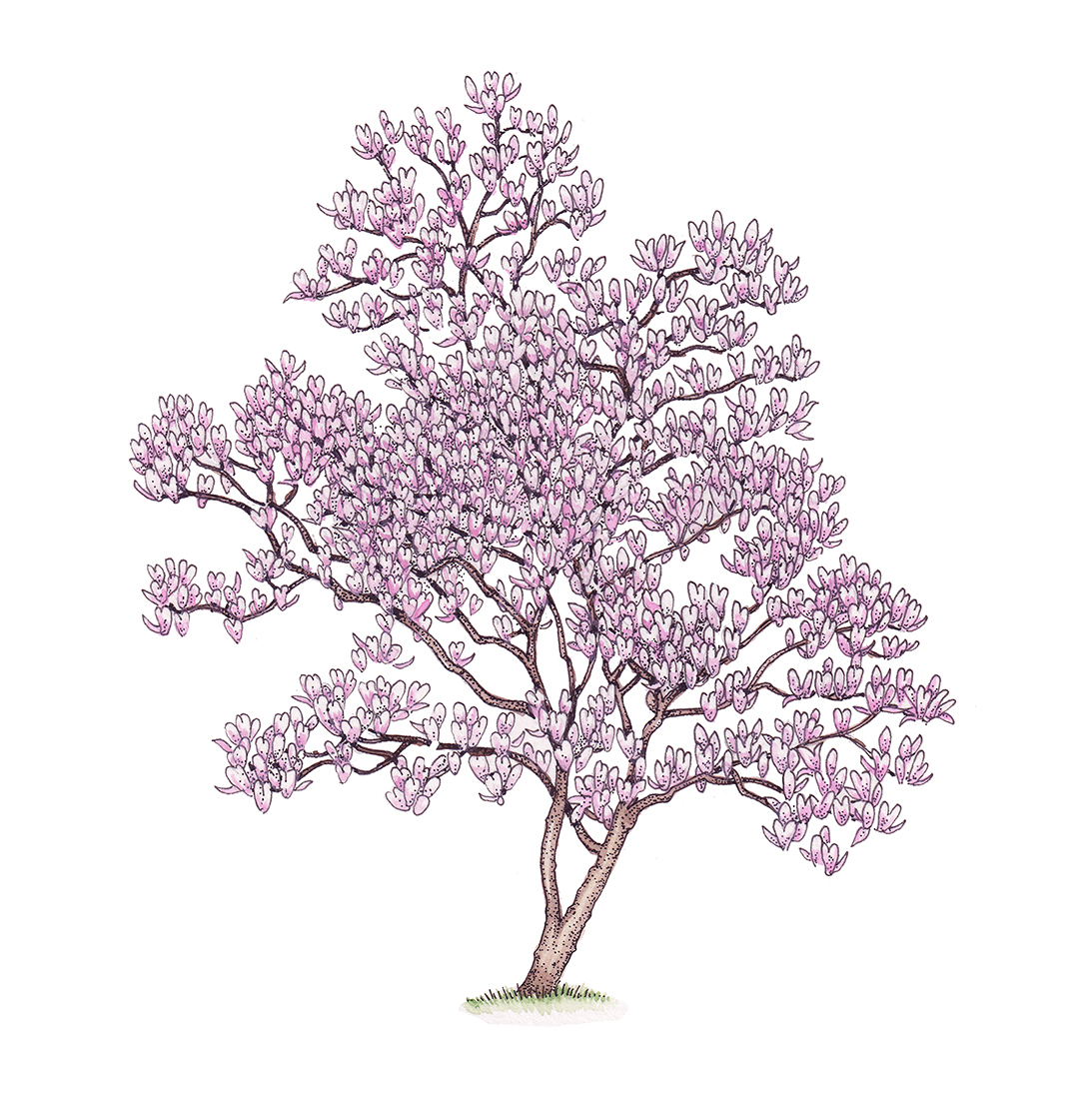 pink magnolia tree drawing