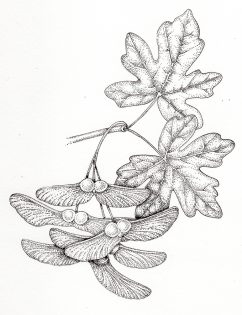 Maple Acer campestre keys and leaves