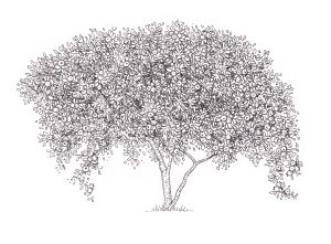 Medlar tree Mespilus germanica tree