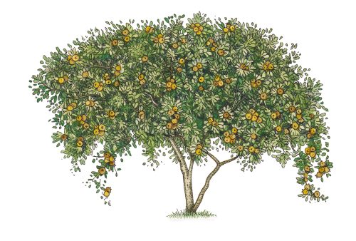 Medlar tree Mespilus germanica