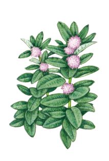 Milkweed Asclepias syriaca habit