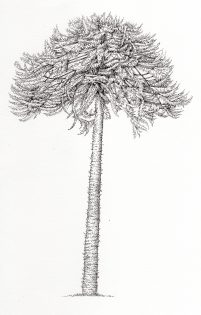 Monkey puzzle Araucaria aracana tree