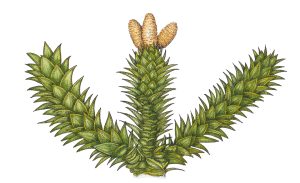 Monkey puzzle Araucaria araucana