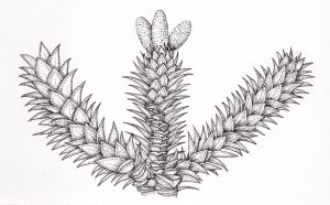 Monkey puzzle Araucaria araucana