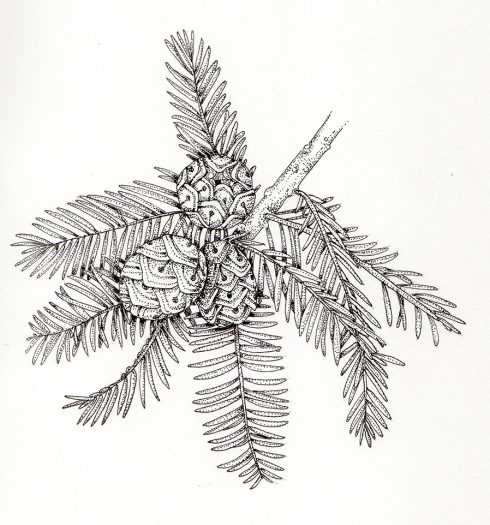 Montezuma cypress Taxodium