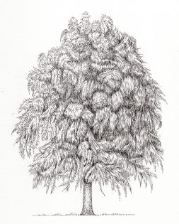 Montezuma cypress Taxodium mucronatum tre