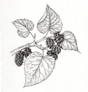 Mulberry Morus nigra
