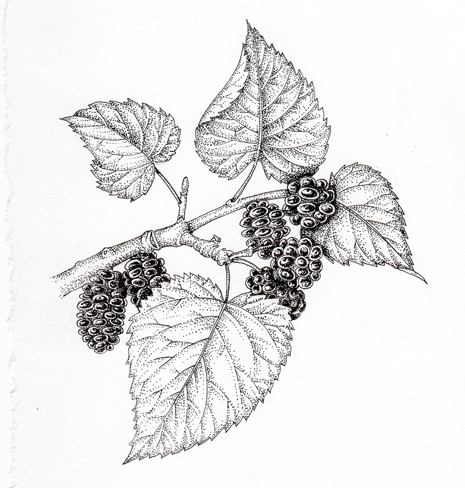 Mulberry Morus nigra berries and leaves Lizzie Harper
