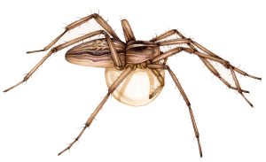 Nursery web spider Pisaura mirabilis