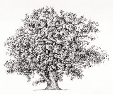 Trees: English Oak - Lizzie Harper