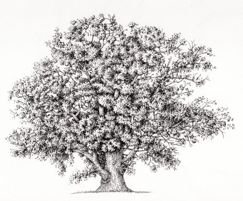 Pencil Drawing Oak Tree Black and White Archival 5quot x 7quot Print    Tree drawing Oak tree drawings Tree sketches