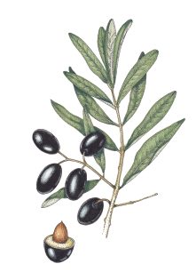 Olive Olea europea sprig with leaves and fruit – SOLD –