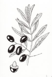 Olive Olea europea sprig with leaves and olives