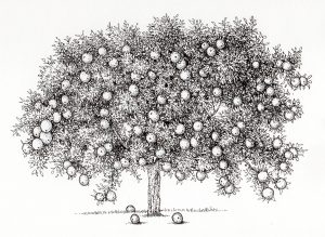 Orange Citrus sinensis tree