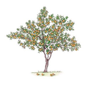 Peach tree Prunus persica