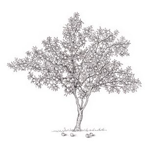 Peach tree Prunus persica