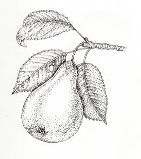 Pear Pyrus domestica fruit – SOLD –