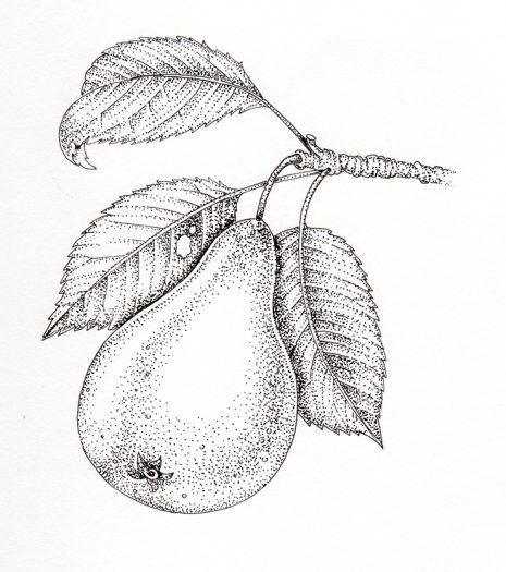 Pear Pyrus domestica