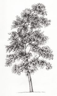 Pear Pyrus domestica tree – SOLD _
