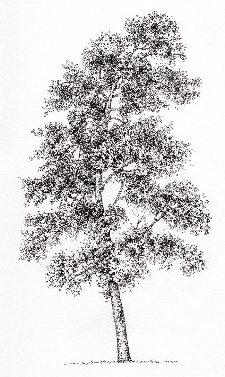 Pear Pyrus domestica tree botanical illustration by Lizzie Harper ...