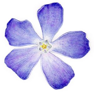 Periwinkle Vinca major flower sketch