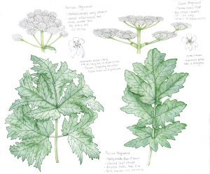 Persian Hogweed and Giant Hogweed comparison – SOLD –