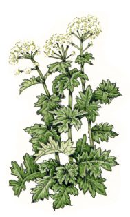 Persian Hogweed Heracleum persicum habit