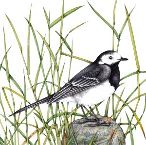 Pied wagtail Montacilla alba with grass