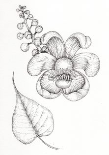 Pipal or Bo or Sacred Fig Ficus religiosa leaf and flower – SOLD –