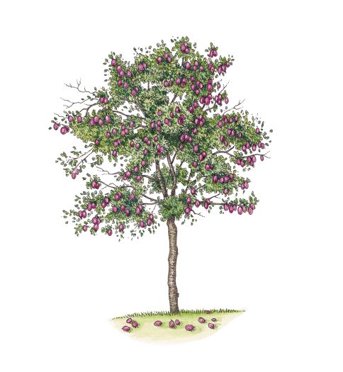 Plum tree