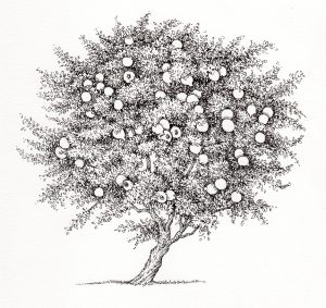 Pomegranate Punica granatum tree