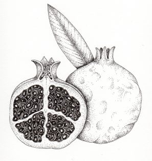 Pomegranate Punica granatum fruit