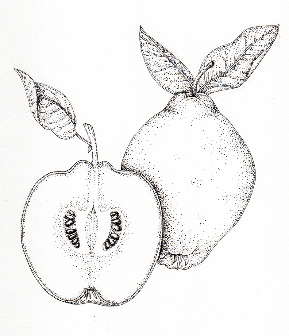 Quince fruit