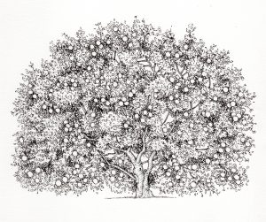 Quince Cydonia oblonga tree