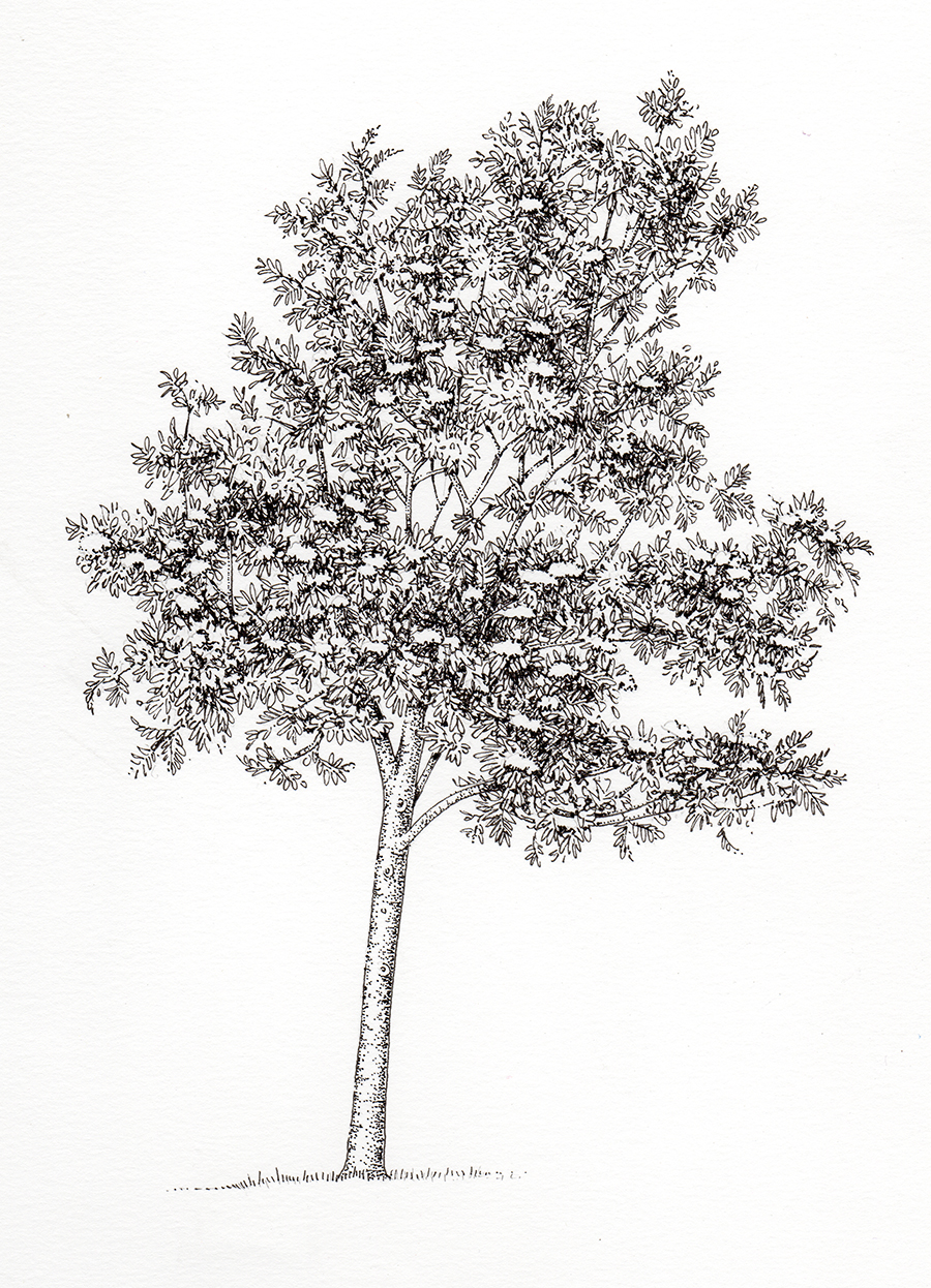 Rowan Sorbus aucuparia tree - Lizzie Harper