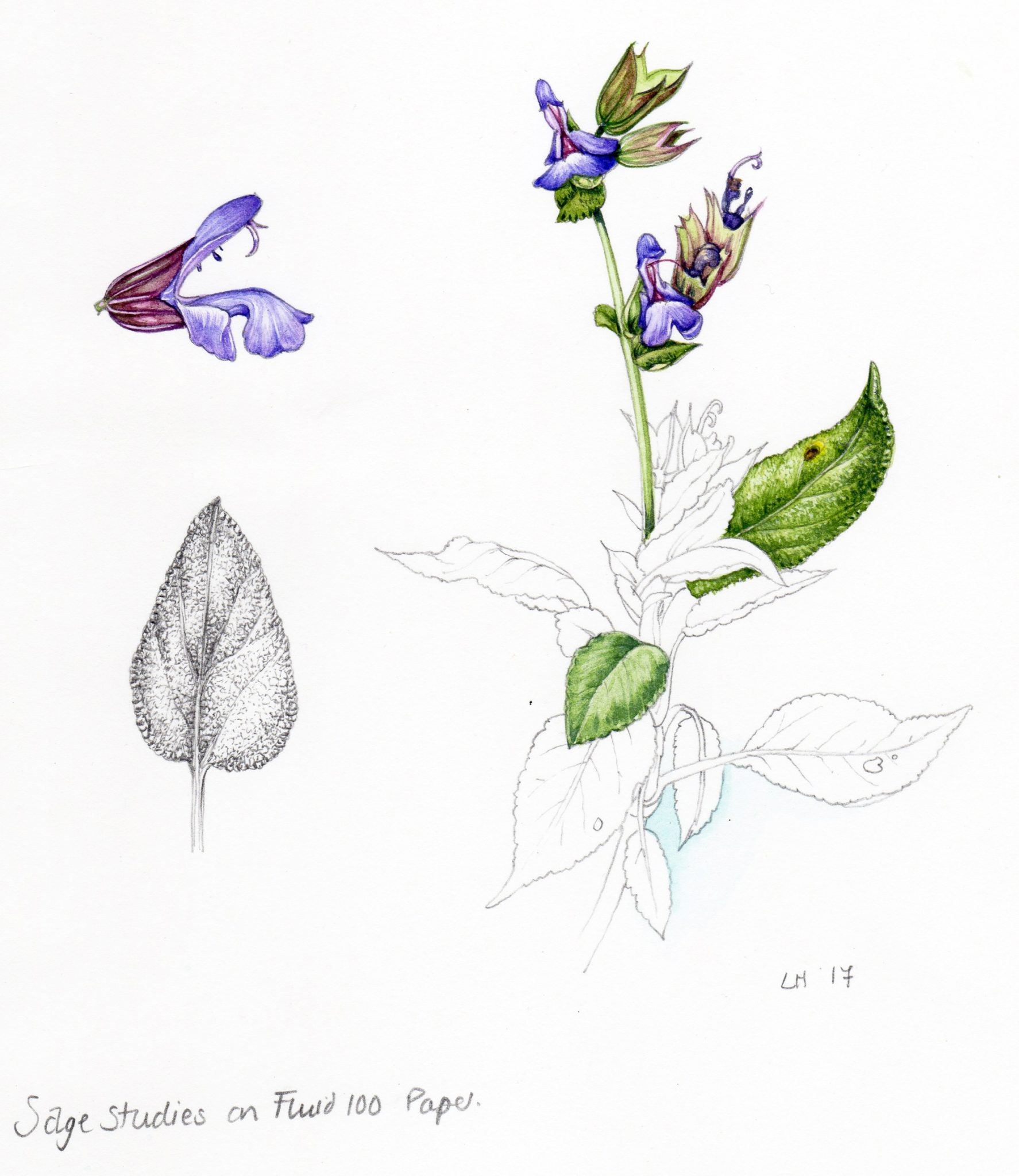 Sage Salvia officianalis sketchbook study Lizzie Harper