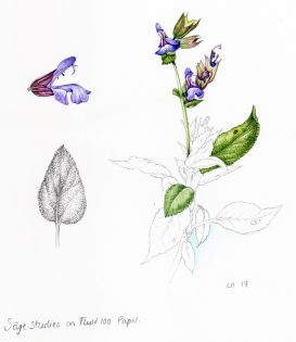Sage Salvia officianalis sketchbook study