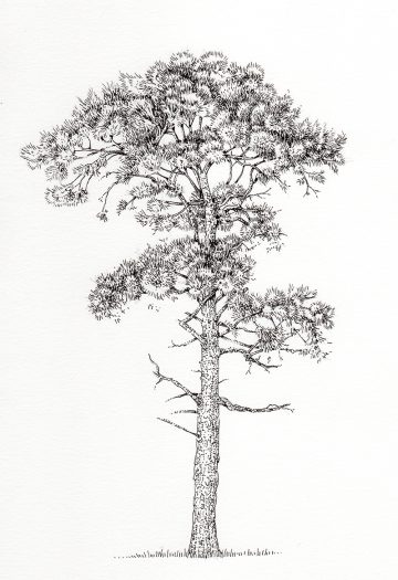 Scots pine Pinus