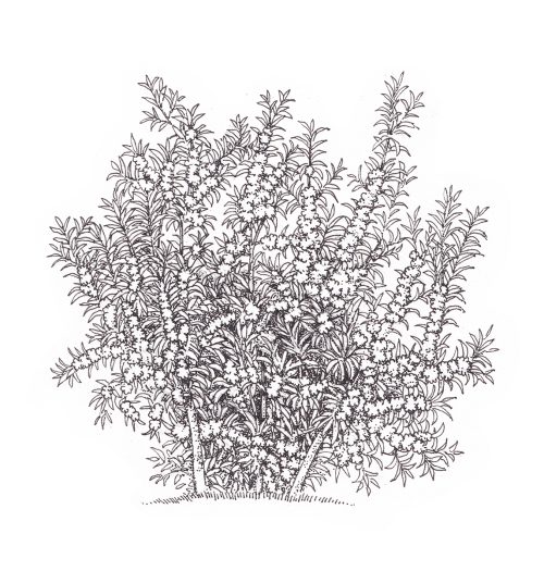 Sea Buck-thorn shrub