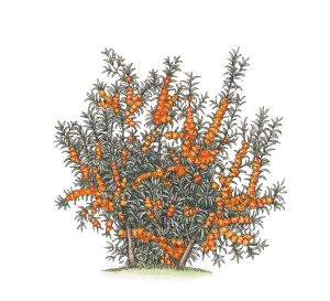Sea Buck-thorn Hippophae rhamnoides