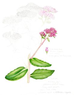 Sedum Hylotelephium spectabile sketchbook study